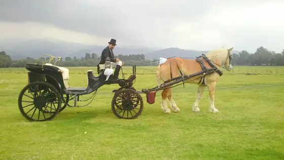Carruaje negro con caballo palomino en un campo abierto