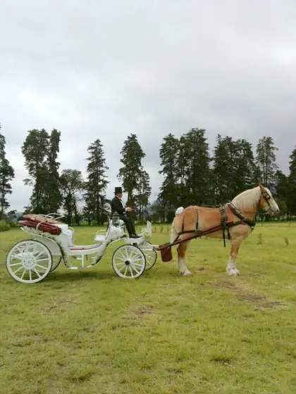 Carreta blanca de caballos en un prado con árboles