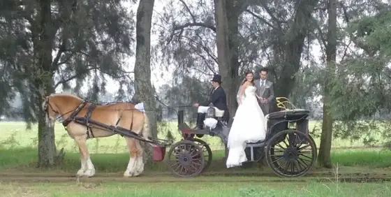 Novios en carruaje tirado por caballos entre árboles
