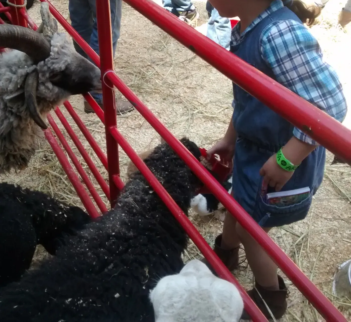 Niño conviviendo con borregos en una granja didáctica