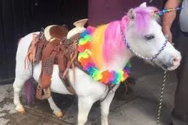 Ponys para eventos en CDMX
