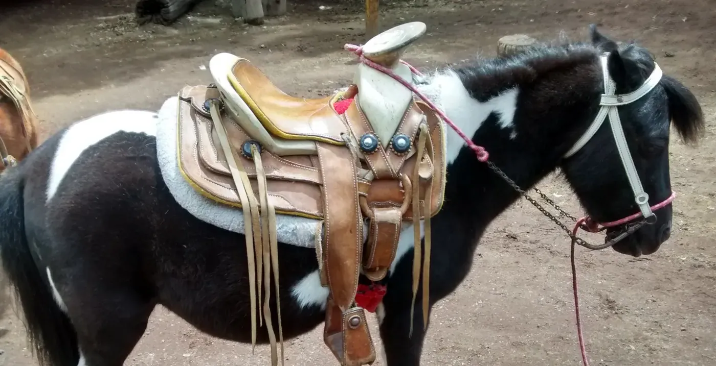 Pony con silla de montar charra en una fiesta