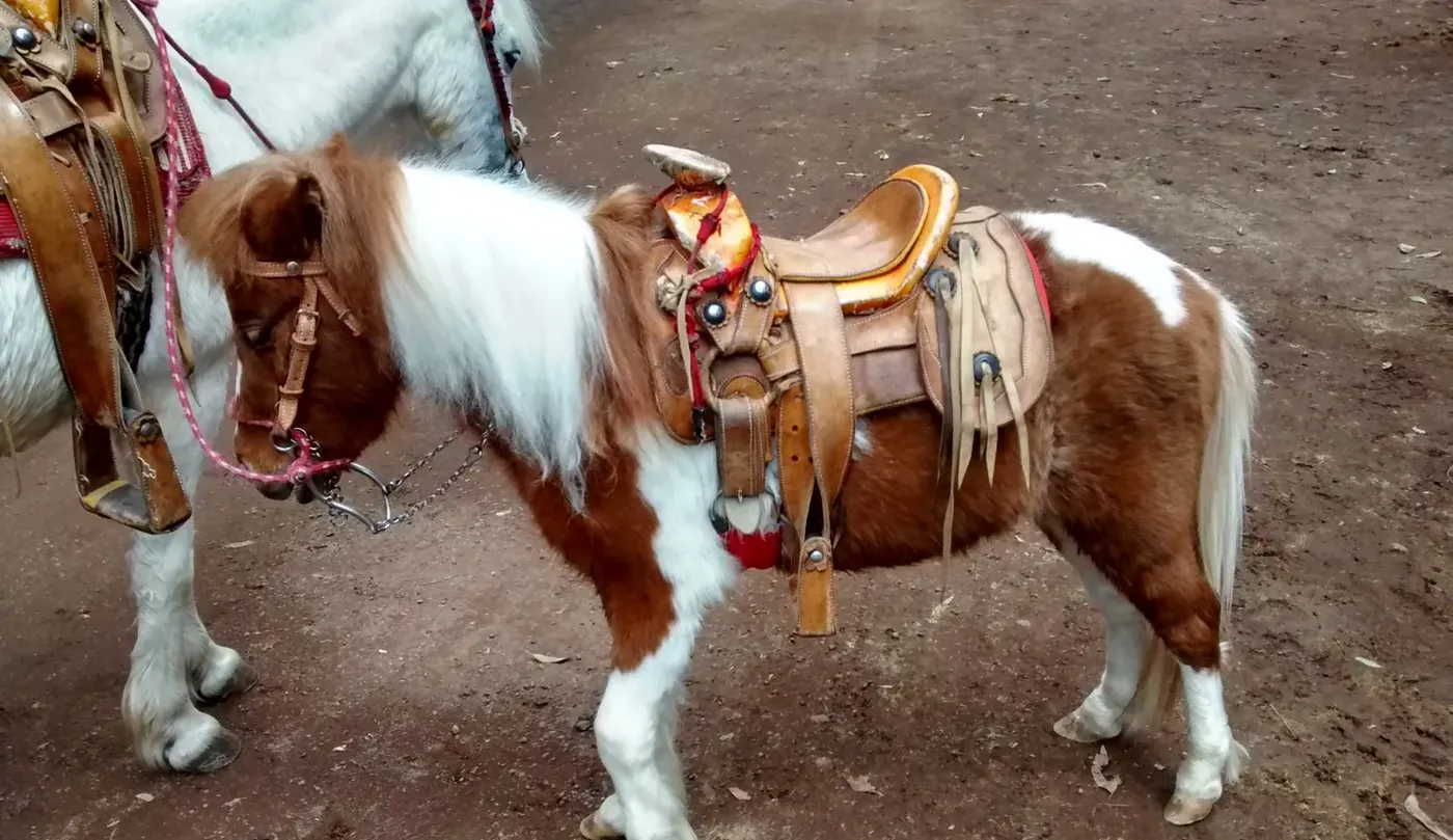 Pony café y blanco con silla de montar para fiestas infantiles
