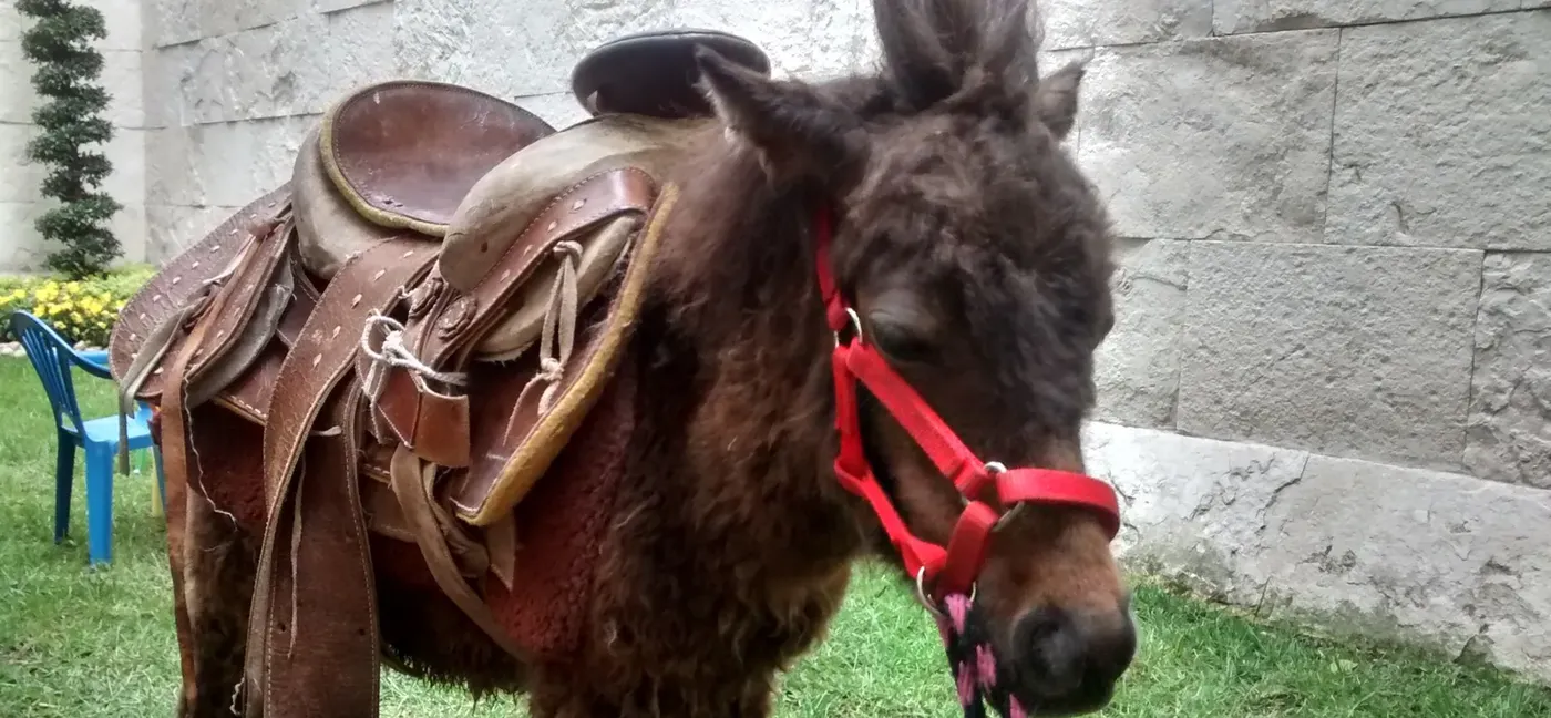 Pony con cabezada roja y silla de montar sobre el pasto