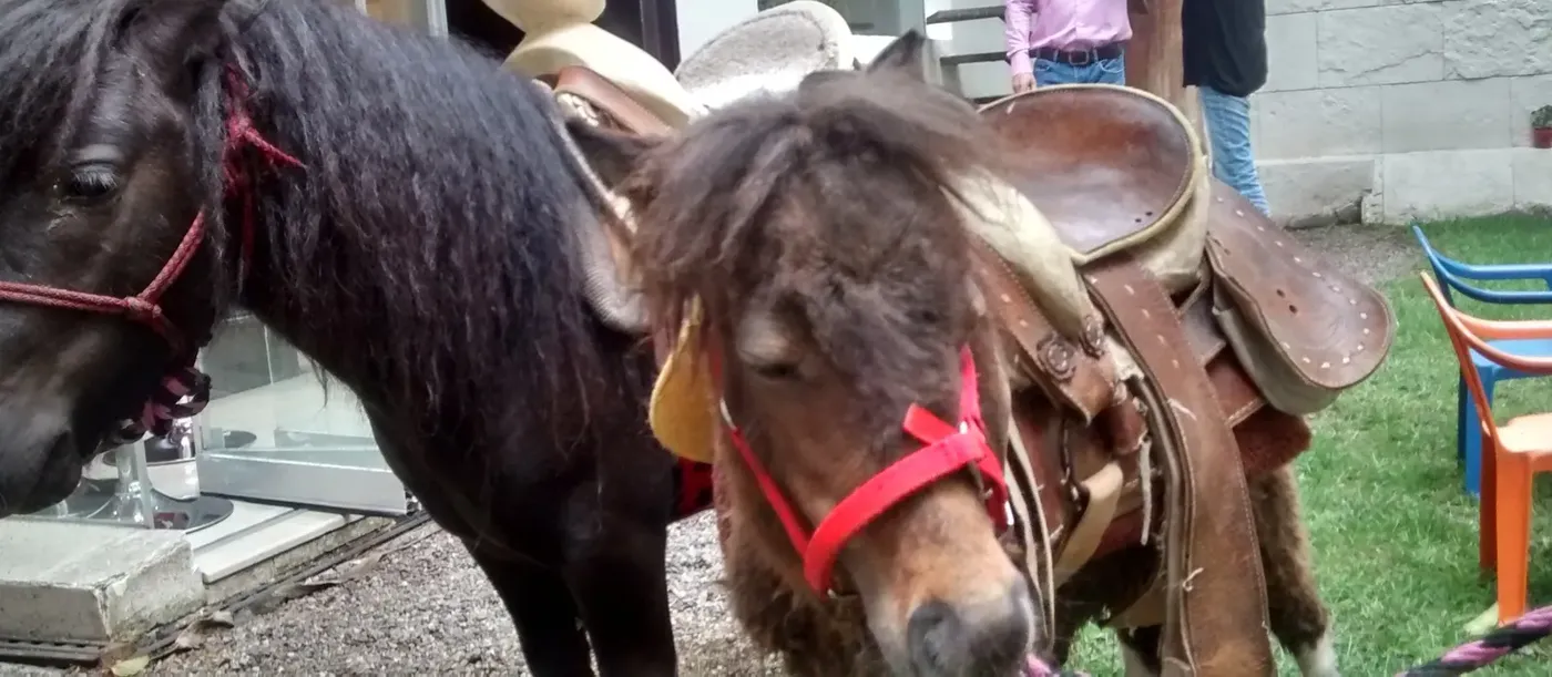 Dos ponys con sillas de montar en un evento